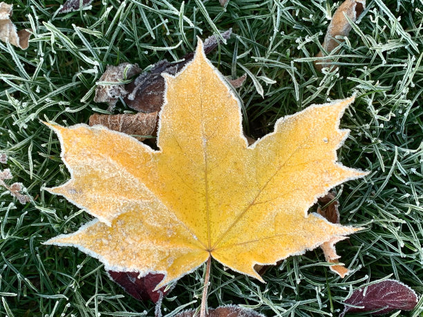 黄色的枫叶图片下载