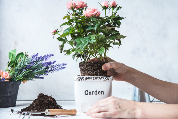 妇女的手正忙着移植玫瑰。灌木，有根和地，花盆和幼苗的附件图片下载