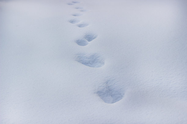 白雪上的动物脚印图片下载