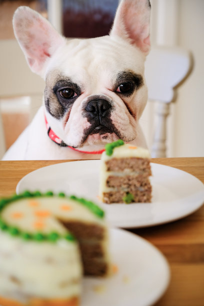 一只法国斗牛犬盯着一块生日蛋糕图片下载