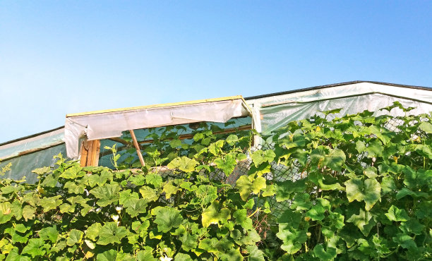 黄瓜温室，蓝天和阳光图片下载