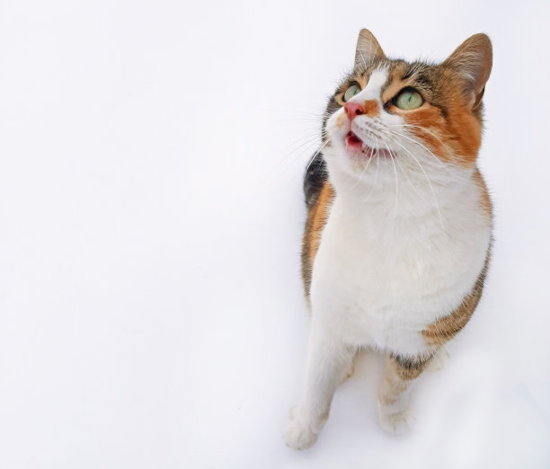 可爱和有趣的猫喵近图片下载