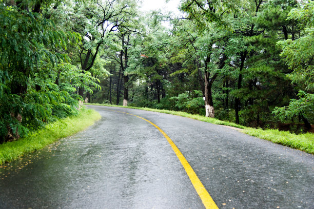 潮湿的乡村道路在绿色的森林图片下载