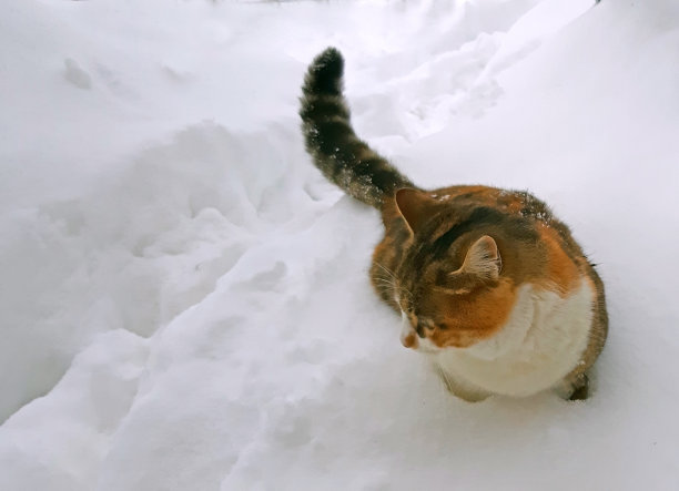 一只可爱的猫在深雪中图片下载