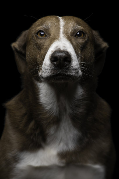 边境牧羊犬狗的肖像图片下载