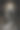 边境牧羊犬狗的肖像图片下载