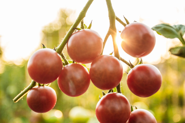 阳光下美丽的番茄图片下载