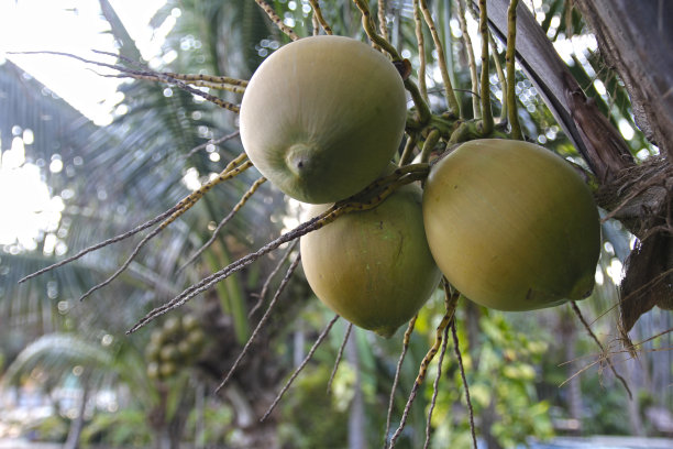 新鲜的绿色椰子在棕榈树的树枝上图片下载