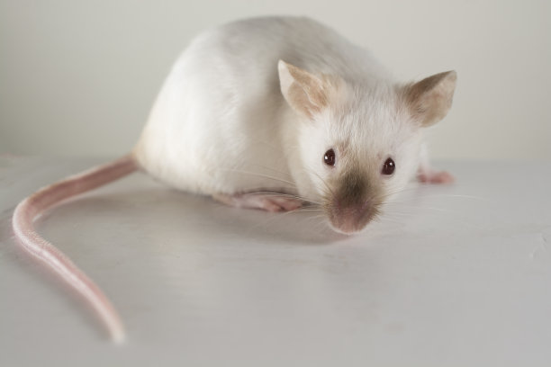 小老鼠图片下载