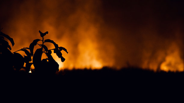 树叶剪影与火烟背景照片图片下载