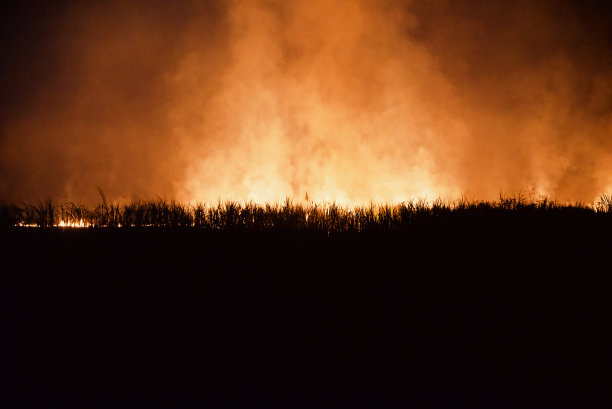 夜晚森林周围燃烧的植物的独特照片图片下载