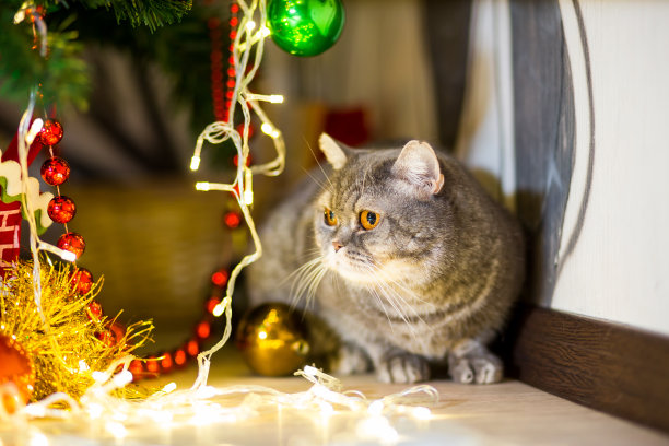 英国品种的大猫藏在新年树下图片下载