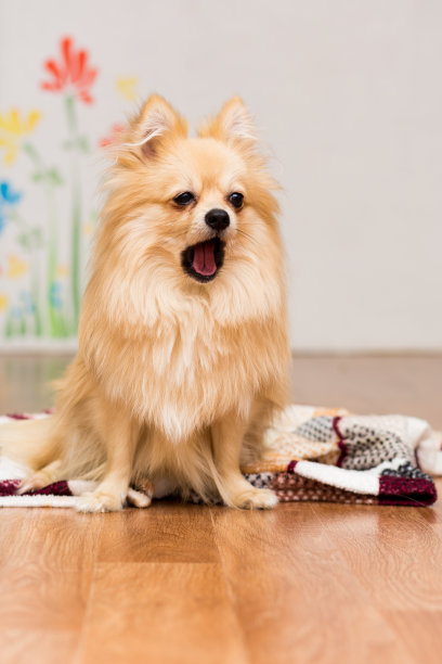 一只德国斯皮兹犬坐在毯子上打哈欠图片下载