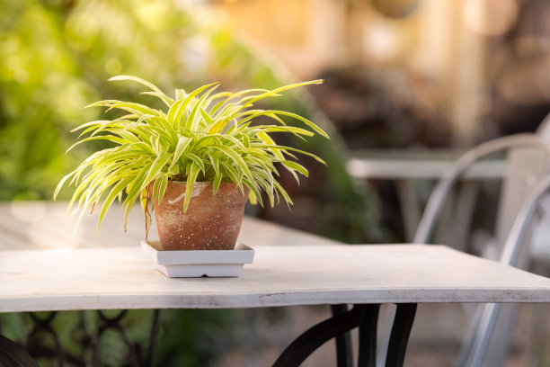 在夕阳的照耀下，桌上的花盆里放着吊兰图片下载