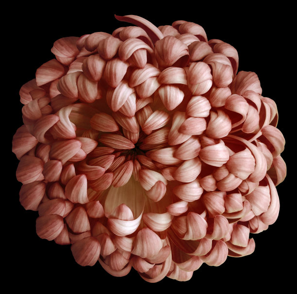 红色菊花上的黑色孤立背景与裁剪路径。为设计。特写镜头。自然图片下载