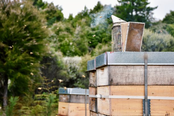 夏天乡村场景中的蜂箱和吸烟者图片下载