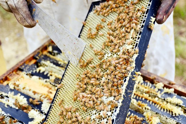 蜂蜜框架与蜂蜜和蜜蜂图片下载