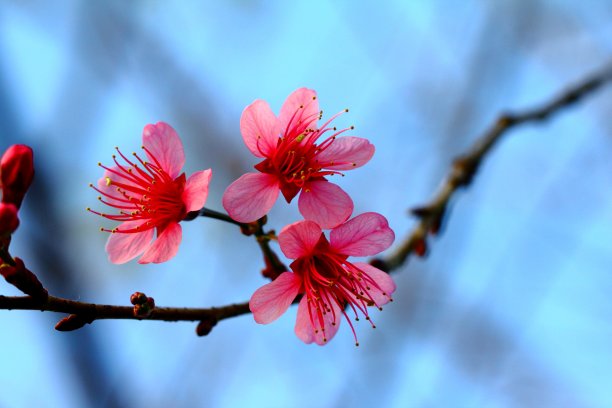野生喜马拉雅樱花图片下载