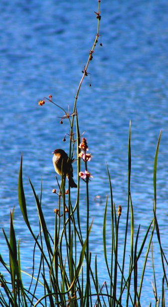 水上的庭院鸟图片下载
