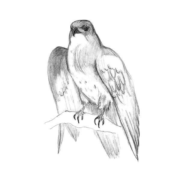 猎鹰坐在树枝上，用铅笔素描，手绘图片下载
