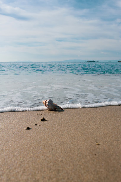 夏日海滩上的贝壳图片下载