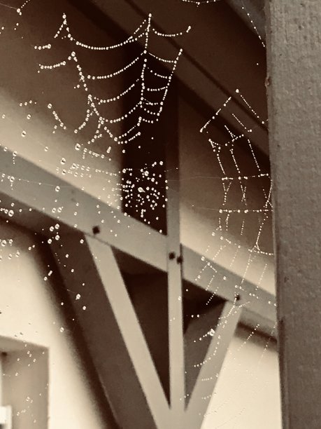 波罗的海夫海德5号带蜘蛛网的波罗的海图片下载