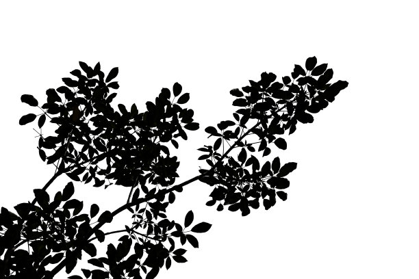 孤立的树枝剪影在白色的背景。剪切路径和复制空间-图像。图片下载