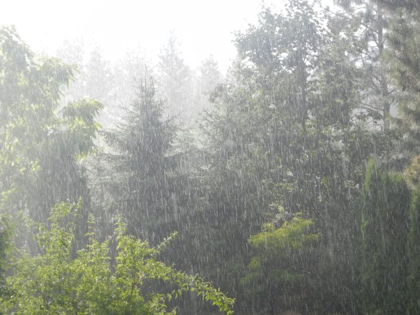 大自然在雨中拍摄植物、树木图片下载