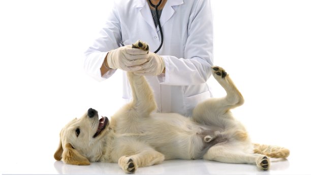 兽医检查狗图片下载