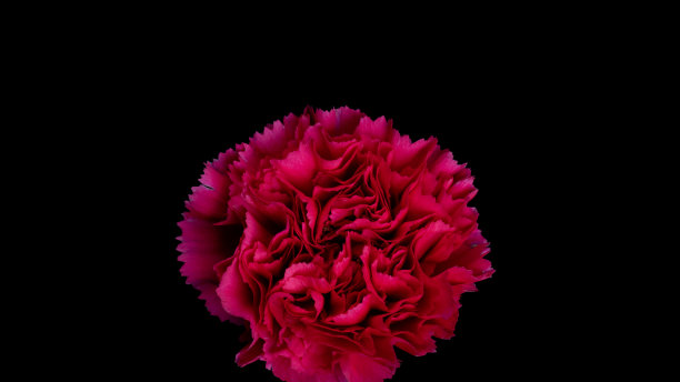 开花的康乃馨图片下载