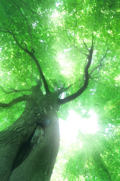 绿色的树图片下载