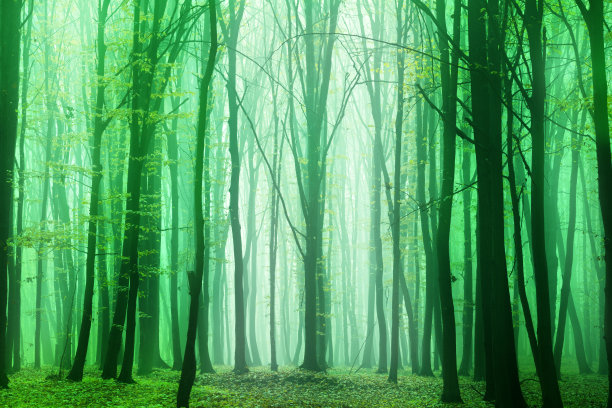 绿色的森林图片下载