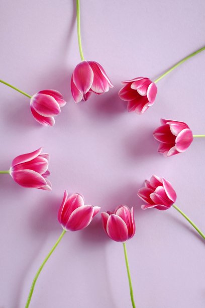 花卡。花框架。粉红色的郁金香花在淡紫色的背景上。图片下载