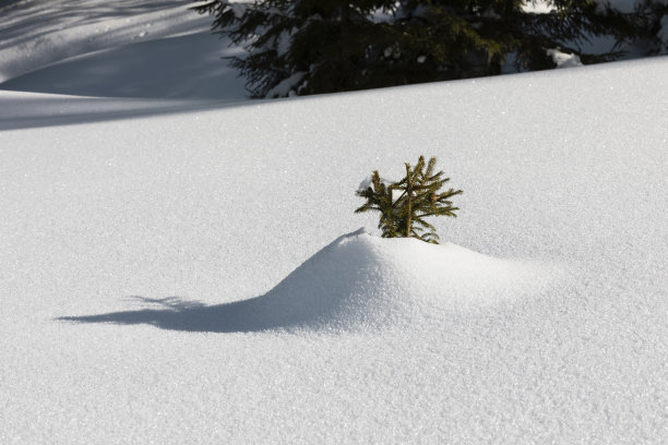 小冷杉树图片下载