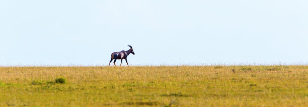 Topi在草的景观图片下载