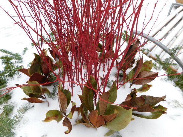 红色和绿色的植物从雪中穿过图片下载