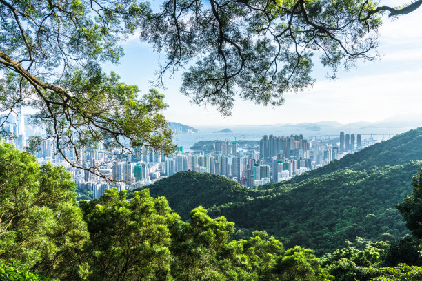山坡上的绿树，俯瞰香港摩天大楼的城市景观图片下载