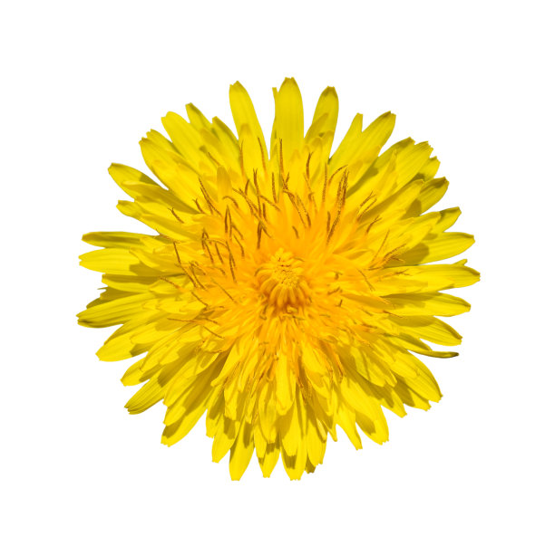 亮黄色的蒲公英近。头状花序。图片下载