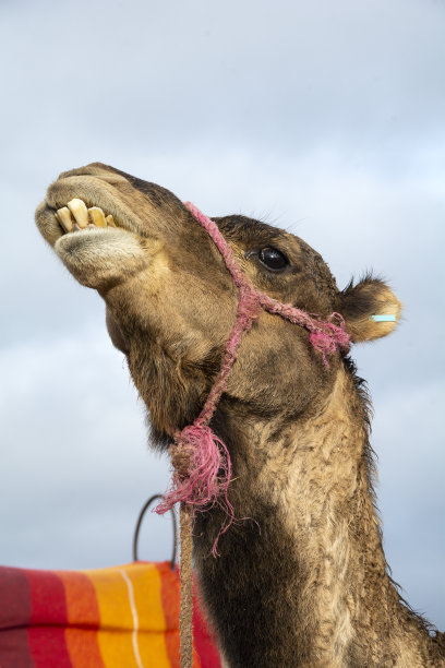 在摩洛哥马拉喀什附近，骆驼露出牙齿图片下载