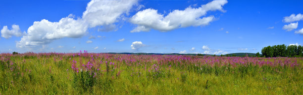 全景式的明亮的夏季草地与盛开的杂草图片下载
