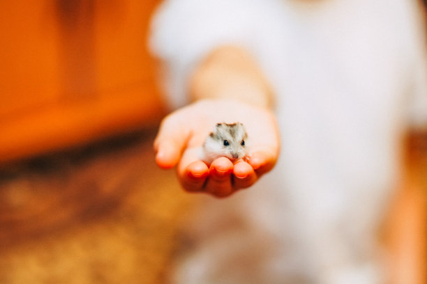 人类手中可爱的小仓鼠图片下载