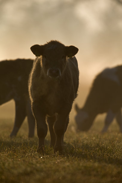 在德国勃兰登堡的草地上，牛群在晨曦中的夕阳下散步。图片下载