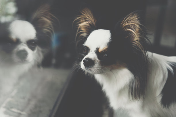 吉娃娃狗在看东西图片下载