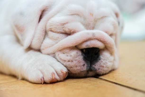 英国斗牛犬躺在彩色背景上。特写照片。白色的小狗在睡觉。图片下载