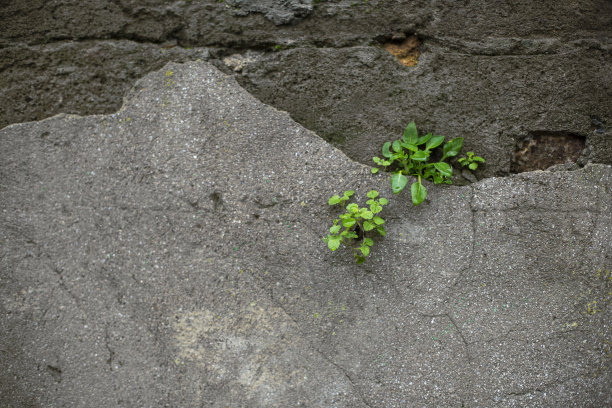 灰色裂缝墙纹理与植物图片下载