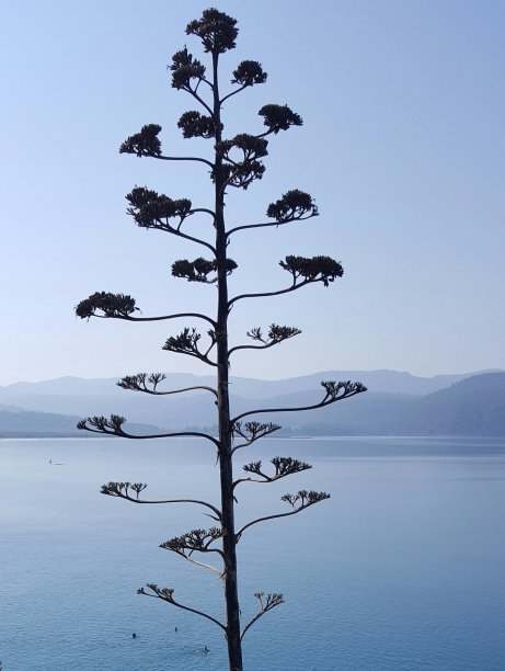 巨大的Aleo Vera花成长到天空，Akyaka土耳其图片下载