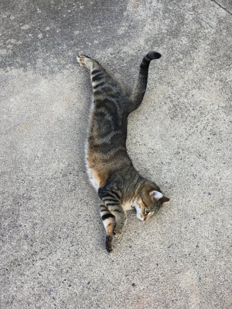 拉伸的猫图片下载