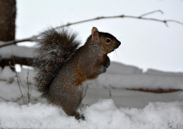 灰色的松鼠站图片下载