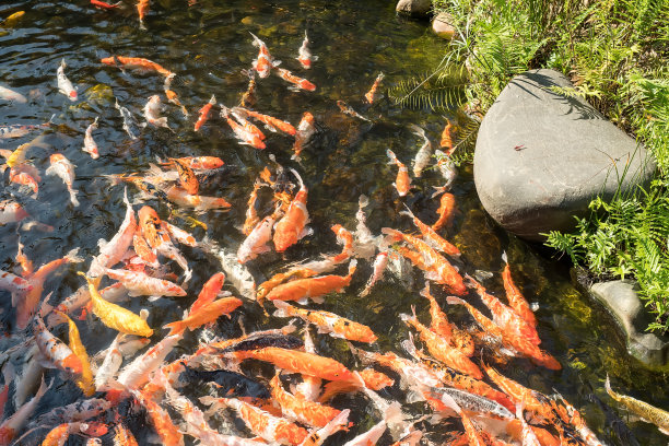 红色和金色的鱼在水上金色图片下载