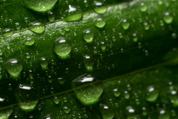 绿叶上的露珠图片下载